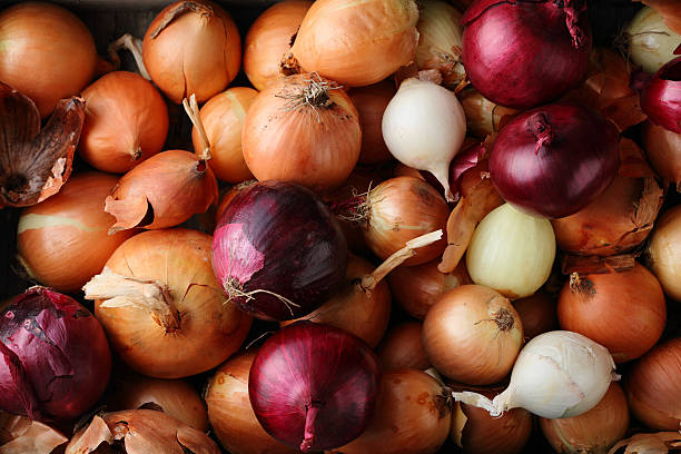 Best Onions export import company India